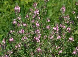 Attēlu rezultāti vaicājumam “Ononis arvensis”