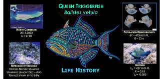 Image result for Balistes vetula