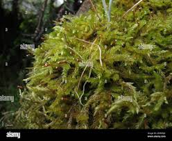 Attēlu rezultāti vaicājumam “Isothecium alopecuroides”