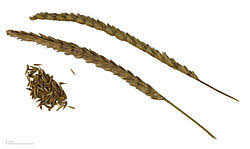 Attēlu rezultāti vaicājumam “Cynosurus cristatus”