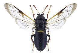 Attēlu rezultāti vaicājumam “Cimbex femoratus”