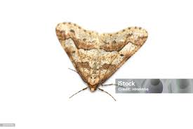 Attēlu rezultāti vaicājumam “Erannis defoliaria”