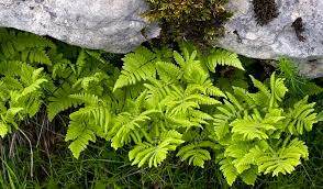 Attēlu rezultāti vaicājumam “Gymnocarpium robertianum”