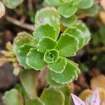 Attēlu rezultāti vaicājumam “Phedimus spurius leaf”