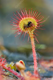 Attēlu rezultāti vaicājumam “Drosera rotundifolia fruit”