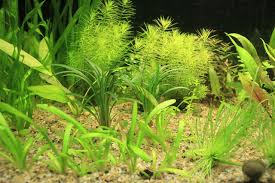 「扭蘭」的圖片搜尋結果