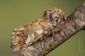 Attēlu rezultāti vaicājumam “Panolis flammea”