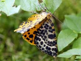 Attēlu rezultāti vaicājumam “Arichanna melanaria”