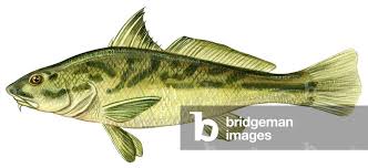 Image result for Menticirrhus saxatilis