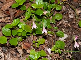 Attēlu rezultāti vaicājumam “Linnaea borealis leaf”