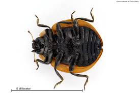 Attēlu rezultāti vaicājumam “Coccinella quinquepunctata”