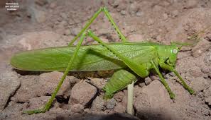 Attēlu rezultāti vaicājumam “Decticus verrucivorus nymph”
