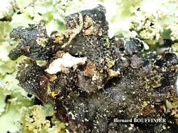 Attēlu rezultāti vaicājumam “Cetrelia olivetorum”