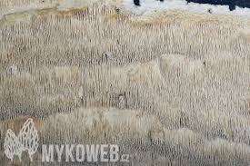 Attēlu rezultāti vaicājumam “Dentipellis fragilis”