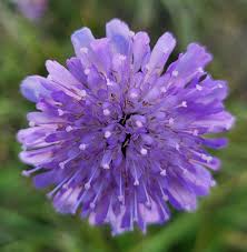 Attēlu rezultāti vaicājumam “Knautia arvensis”