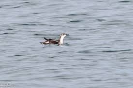 Image result for Brachyramphus perdix