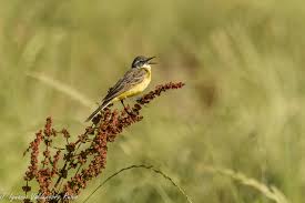 Attēlu rezultāti vaicājumam “Motacilla flava flava”