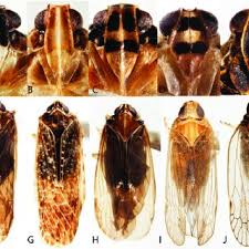 Attēlu rezultāti vaicājumam “Cixiidae”