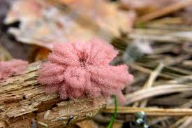 Attēlu rezultāti vaicājumam “Arcyria incarnata”