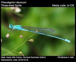 Attēlu rezultāti vaicājumam “Didymium aggregatum macro”