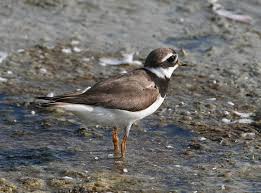 Attēlu rezultāti vaicājumam “Charadrius hiaticula adult”