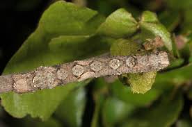 Attēlu rezultāti vaicājumam “Crocallis elinguaria larva”