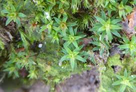 Attēlu rezultāti vaicājumam “Pogonatum dentatum”