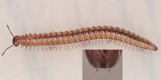 Attēlu rezultāti vaicājumam “Craspedosoma rawlinsi”