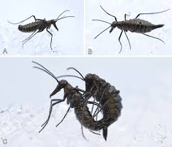 Attēlu rezultāti vaicājumam “Boreus”