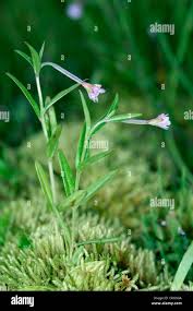 Attēlu rezultāti vaicājumam “Epilobium palustre flower”