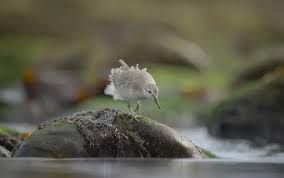 Attēlu rezultāti vaicājumam “Calidris canutus adult”