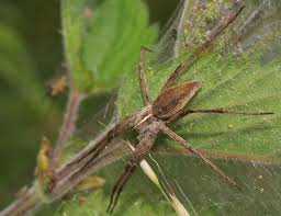 Attēlu rezultāti vaicājumam “Pisaura mirabilis female”