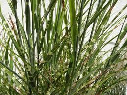 Image result for Miscanthus sinensis Zebrina