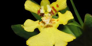 Attēlu rezultāti vaicājumam “Heyderia pusilla”