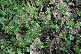 Attēlu rezultāti vaicājumam “Cardamine pratensis leaf”