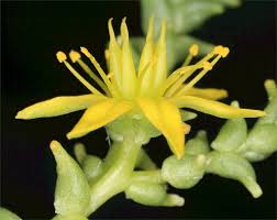 Attēlu rezultāti vaicājumam “Sedum acre bud”