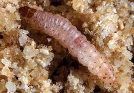 Attēlu rezultāti vaicājumam “Anarta myrtilli larva”