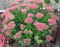 Attēlu rezultāti vaicājumam “Hylotelephium telephium flower”