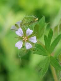 Attēlu rezultāti vaicājumam “Geranium pusillum flower”