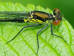 Attēlu rezultāti vaicājumam “Erythromma najas”