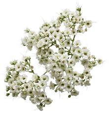 Attēlu rezultāti vaicājumam “Gypsophila fastigiata bud”