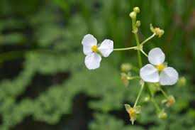 Attēlu rezultāti vaicājumam “Alismataceae”