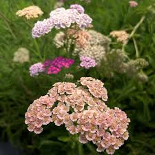 Attēlu rezultāti vaicājumam “Achillea millefolium flower”