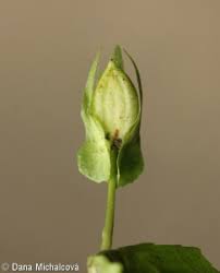 Attēlu rezultāti vaicājumam “Viola mirabilis leaf”