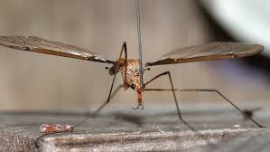 Attēlu rezultāti vaicājumam “Tipulidae female”