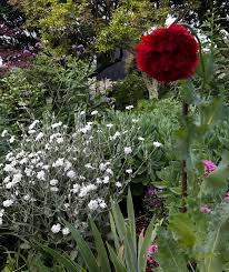 Image result for Lychnis coronaria alba