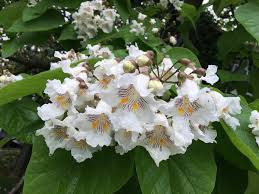 Attēlu rezultāti vaicājumam “Catalpa ovata flower”