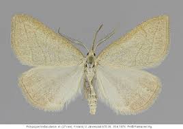 Attēlu rezultāti vaicājumam “Polypogon tentacularius”