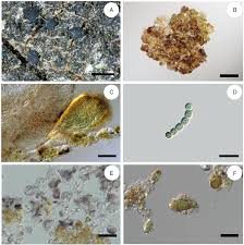 Attēlu rezultāti vaicājumam “Bacidia subincompta”