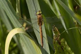 Attēlu rezultāti vaicājumam “Aeshna isoceles”